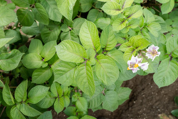 Fototapeta na wymiar Green leafs close up of potatoes as background