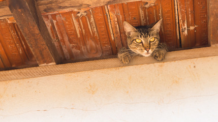 cat, pet, feline © Andre Hansen