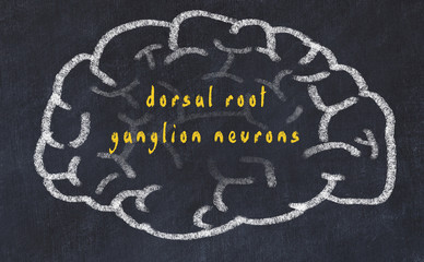 Drawind of human brain on chalkboard with inscription dorsal root ganglion neurons