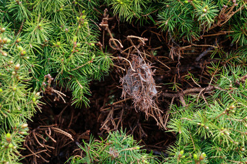 The gardener removes the red spider mite (Tetranychus urticae) cocoons from the thuja.