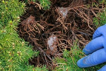 The gardener removes the red spider mite (Tetranychus urticae) cocoons from the thuja.