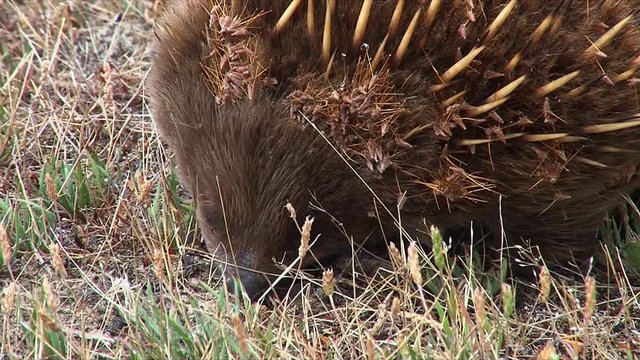 Close up of an Australian anteater foraging in the grass.
