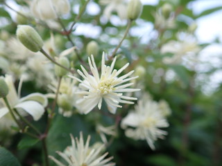 detail of a white blossoming tree
