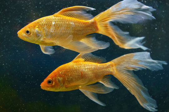 Photography of pair of goldfish in the in an aquarium. Photo is suitable for poster, postcard, greening card, banner.