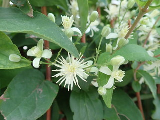 detail of a white blossoming tree