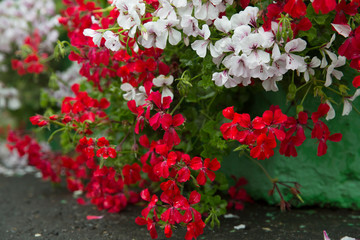  Red and white geranium in the park.