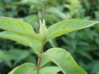 detail of a green leaves of a plant