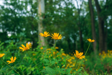 Close-up of yellow flowers against a blurred woodland landscape