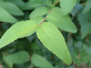 detail of a green leaves of a plant