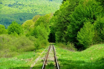railway in a tunnel of green trees