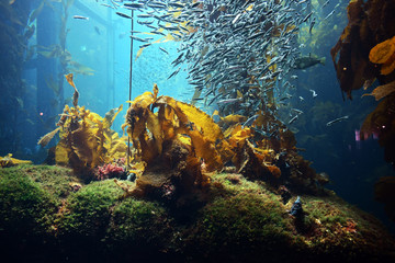 marine life affects the nature of the planet
