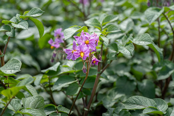 Naklejka premium Potato flowers and green leaves. Potato field in the Netherlands. Summer.