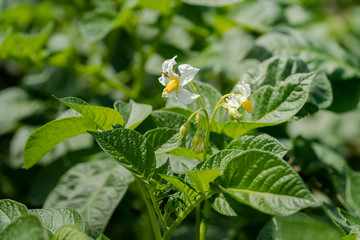 Obraz premium Potato flowers and green leaves. Potato field in the Netherlands. Summer.