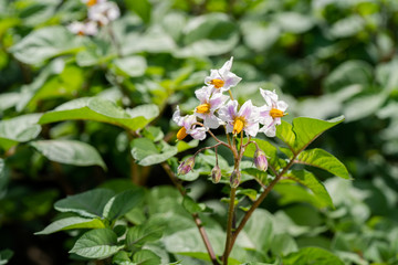 Potato flowers and green leaves. Potato field in the Netherlands. Summer.