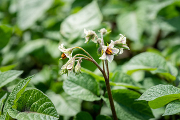 Potato flowers and green leaves. Potato field in the Netherlands. Summer.