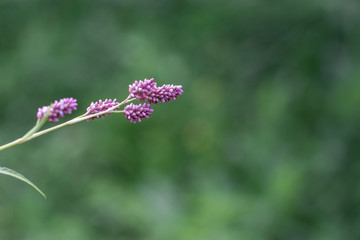 Delicate lilac flower on a blurred background. Postcard with place for text. The beautiful nature of Siberia.