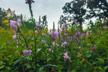 Sunflowers, daisies, and obdient plants in a field