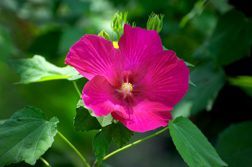 A beautiful hibiscus flower blooming in full glory as the sun illuminate it. 