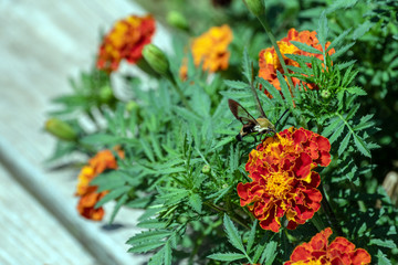 A hummingbird snowberry clearwing moth enjoys some nectar from a marigold flower on a summer day in Missouri. Bokeh effect.