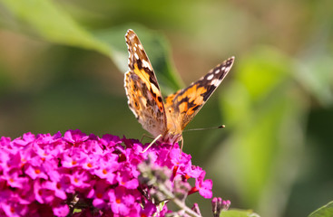 painted lady butterfly