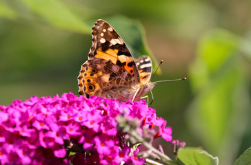 painted lady butterfly