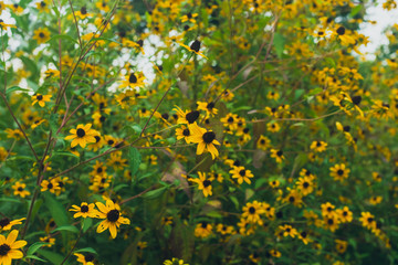 prairie field meadow of yellow flowers