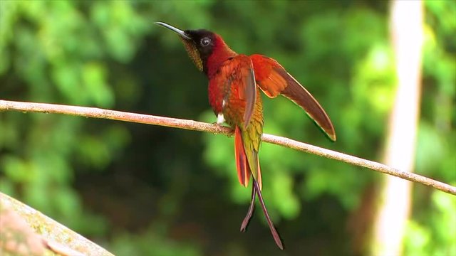 Close up of a crimson topaz gorget hummingbird displaying wings on a branch in the rainforest.