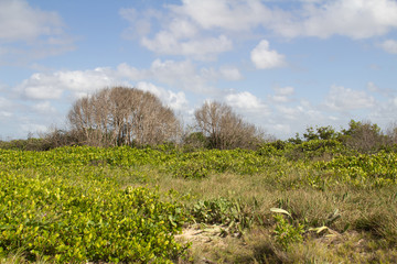Fototapeta na wymiar Tropical vegetation