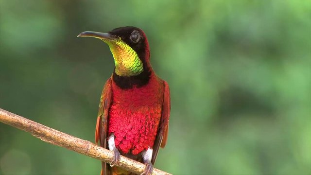 Extreme close up of a crimson topaz gorget hummingbird looking around on a branch in the rainforest.