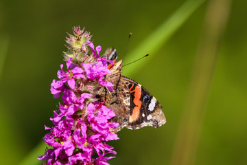red admiral butterfly