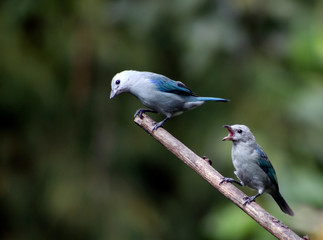 Dos aves azules peleando