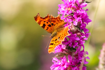 comma butterfly