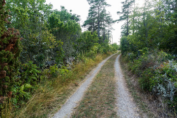 Fototapeta na wymiar Narrow gravel road in the countryside by summer season