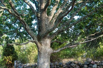 Fototapeta na wymiar Wide mighty old oak tree