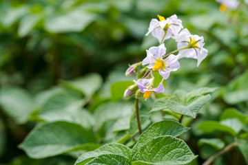 Potato flowers and green leaves. Potato field in the Netherlands. Summer.