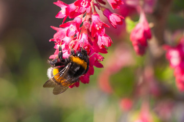 Hummel auf Zierjohannisbeere