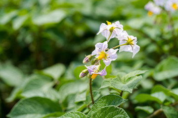 Potato flowers and green leaves. Potato field in the Netherlands. Summer.