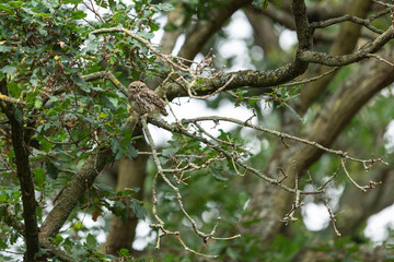 Fototapeta premium Little owl in the tree
