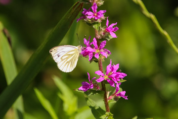 small white butterfly