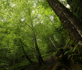 Fototapeta premium green forest.