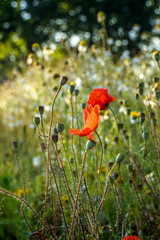 Naklejka premium red poppy with a beautiful bokeh