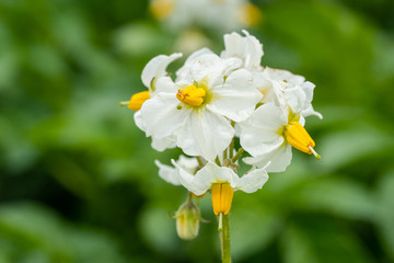 Potato flowers and green leaves. Potato field in the Netherlands. Summer.