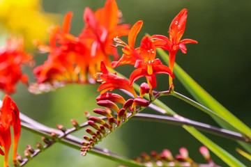crocosmia