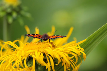 tortoiseshell butterfly