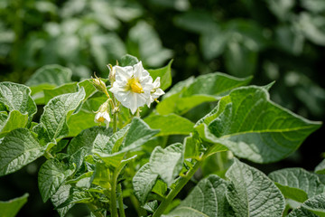 Potato flowers and green leaves. Potato field in the Netherlands. Summer.