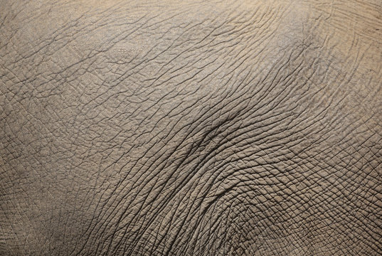 texture of elephant skin.
