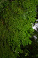 Close-up view of an evergreen cedar bush.