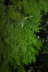 Close-up view of an evergreen cedar bush.