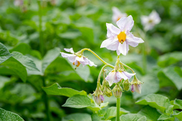 Potato flowers and green leaves. Potato field in the Netherlands. Summer.