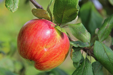 Red-yellow Shtrifel apple on apple tree branch.